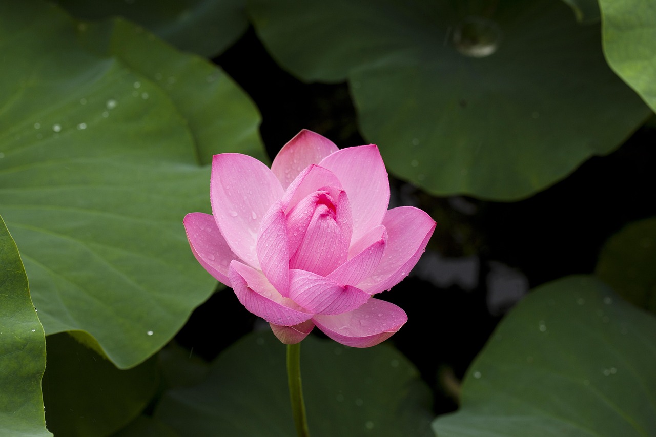 Safe Lotus365: Step-by-Step Guide for India (2026)